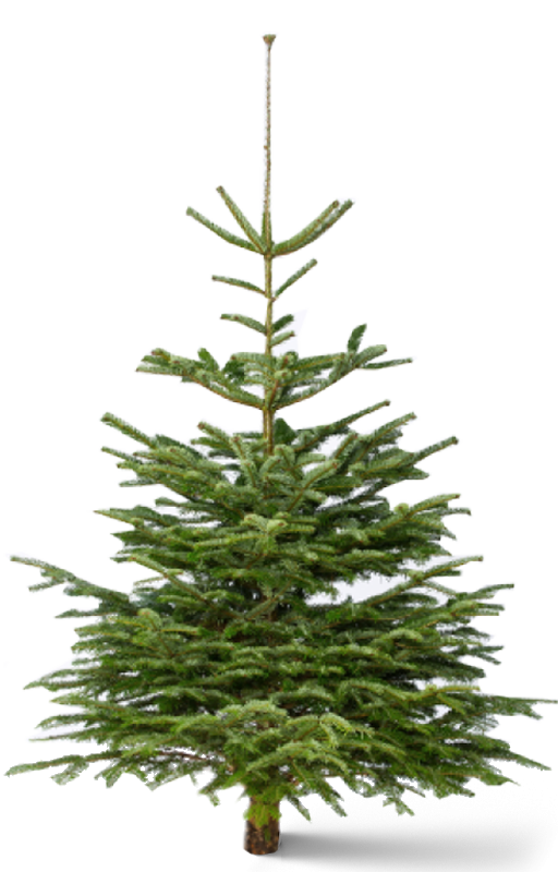 Kerstboom 120-150 cm
