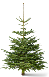 Kerstboom 120-150 cm