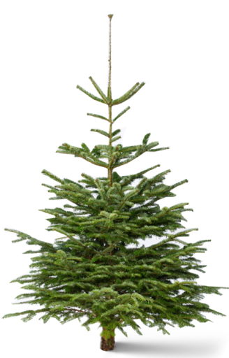 Kerstboom 200-225 cm